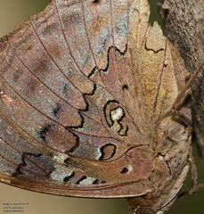 Historis acheronta