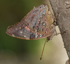 Historis acheronta