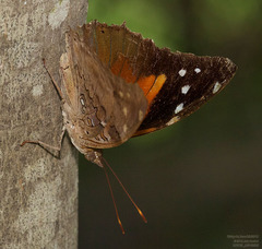 Historis acheronta