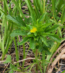 Potentilla nivea