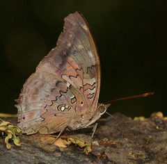 Historis acheronta
