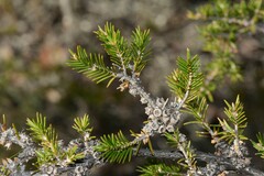 Melaleuca wilsonii