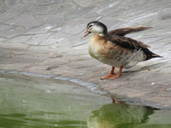 Anas platyrhynchos × Cairina moschata