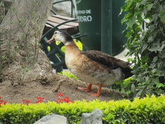 Anas platyrhynchos × Cairina moschata