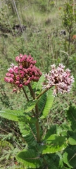 Asclepias otarioides