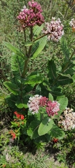 Asclepias otarioides