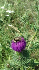 Bombus subterraneus