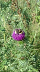 Bombus subterraneus