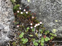 Salix herbacea