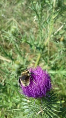 Bombus subterraneus