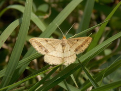 Isturgia arenacearia