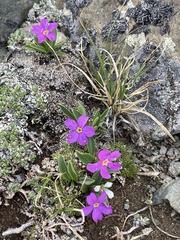 Primula angustifolia
