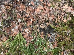 Salix herbacea