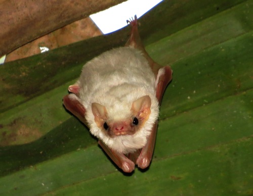 Northern Ghost Bat