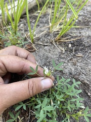 Trifolium monanthum
