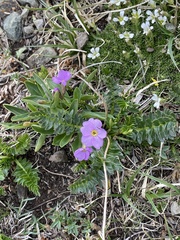 Primula angustifolia