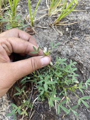 Trifolium monanthum