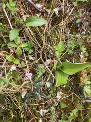 Rubus arcticus