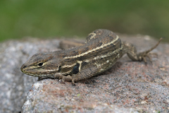 Sceloporus aeneus