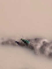 Ellipsoptera marutha