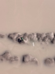 Ellipsoptera marutha