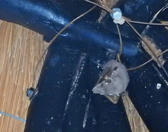 Epomophorus crypturus