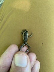 Lithobates palustris