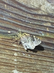 Ceratodalia