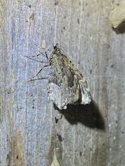Ceratodalia