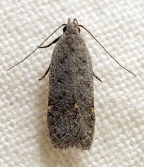 Anacampsis comparanda