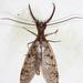 Eastern Dobsonfly - Photo (c) Tom Murray, some rights reserved (CC BY-NC), uploaded by Tom Murray