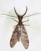 Eastern Dobsonfly - Photo (c) Tom Murray, some rights reserved (CC BY-NC), uploaded by Tom Murray
