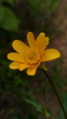 Ranunculus petiolaris
