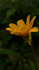 Ranunculus petiolaris