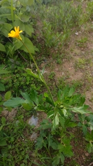 Ranunculus petiolaris