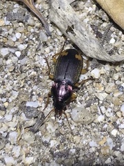 Chlaenius virgulifer