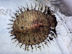 Myiodactylinae