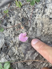 Tephrosia chrysophylla