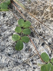 Tephrosia chrysophylla