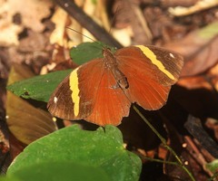 Xanthotaenia busiris