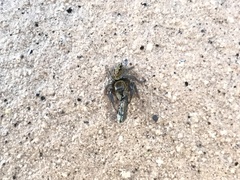 Hasarius adansoni