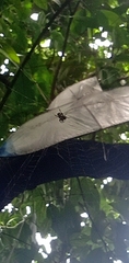 Araneidae