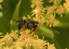 Odontomyia virgo
