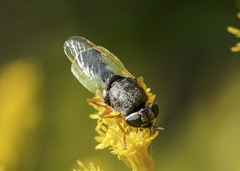 Odontomyia virgo