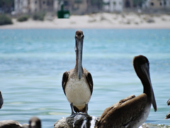 Pelecanus occidentalis