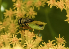 Odontomyia virgo