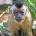 Brown Capuchin - Photo (c) Tiago, some rights reserved (CC BY-NC-SA)