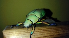 Chrysina macropus