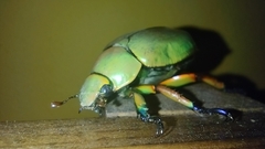 Chrysina macropus