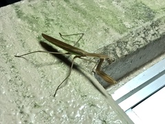 Tenodera sinensis